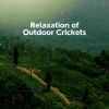 Download track Crickets In The Wild