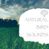 Download track Nature Sounds - Binaural Birds