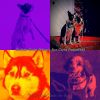 Download track Tasteful Music For Cute Puppies