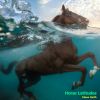 Download track Horse Latitudes