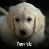 Download track Perro Solo En Casa