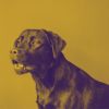 Download track Dream-Like Jazz Saxophone - Vibe For Calm Puppies