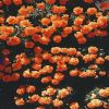 Download track Orange Cream