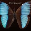 Download track What Is Insect