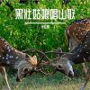 Download track 黄莺树上声声唱