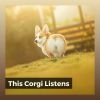 Download track Calming Music For Stressed Dogs, Pt. 1