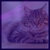 Download track Happening Backdrops For Home With Cats