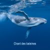 Download track Chant Des Baleines À Bosse