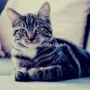 Download track Ambience - Kittens