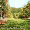 Download track Calming Daytime Cider Mills Nature Ambience, Pt. 6