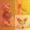 Download track Phenomenal Moods For Keeping Pups Happy