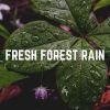 Download track Vista Rain