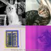 Download track Caring (Relaxing Cats)