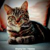 Download track Cheerful (Sleeping Cats)