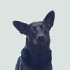 Download track Tremendous Backdrops For Dog Separation Anxiety