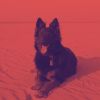 Download track Background For Calming Pups