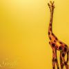 Download track Giraffe