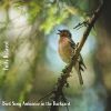 Download track Bird Song Ambience In The Backyard, Pt. 14