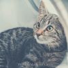 Download track Memories (Relaxing Cats)