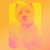 Download track Magical Ambience For Doggy Wellness