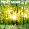Download track Nature Sounds For Zen Meditation & Shiatsu Massage (Peaceful Forest, Wind) 17