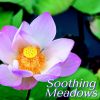 Download track Serenity Springs