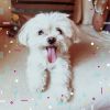 Download track Distinguished Backdrops For Cute Dogs