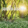 Download track Echoing Birdsong Morning Ambience, Pt. 15