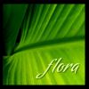 Download track Flora