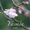 Download track Yasmin (Original Mix)