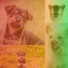 Download track Mind-Blowing Keeping Pups Happy