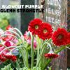 Download track Blowout Purple