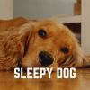 Download track Relaxing Dog Music, Pt. 3