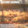 Download track Nature Sounds For Relax, Tai Chi & Acupressure Massage (Pleasing Wind) 03