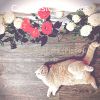 Download track Background For Cats