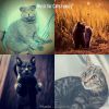 Download track Extraordinary (Relaxing Cats)