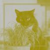 Download track Sublime Ambiance For Home With Cats