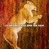 Download track Calming Of The Rain