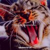 Download track Relaxing (Cats)