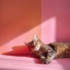 Download track La Canción De La Serenidad Para Los Gatitos