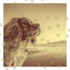 Download track Exciting Backdrops For Calming Dogs