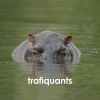 Download track Trafiquants