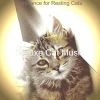 Download track Casual Ambience For Kittens