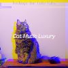 Download track Majestic Ambience For Resting Kittens