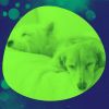 Download track Wonderful Backdrops For Sleepy Pups