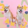 Download track Uplifting Ambiance For Sleepy Pups