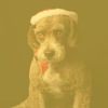 Download track Atmospheric Music For Calm Hounds