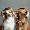 Download track Active Puppy Tunes