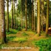 Download track Calming Forest Immersion Sounds, Pt. 10