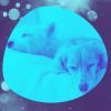 Download track Lively Calming Dogs